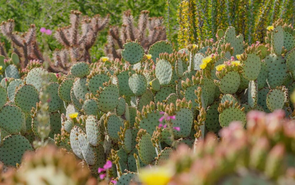 Celebrating 85 Years of the Garden:  Amazing Uses for Cactus