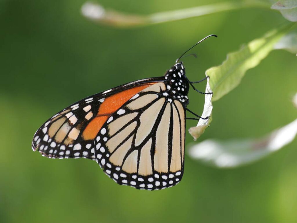 Monarchs, Mexico, Milkweed