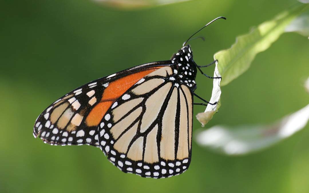 Monarchs, Mexico, Milkweed