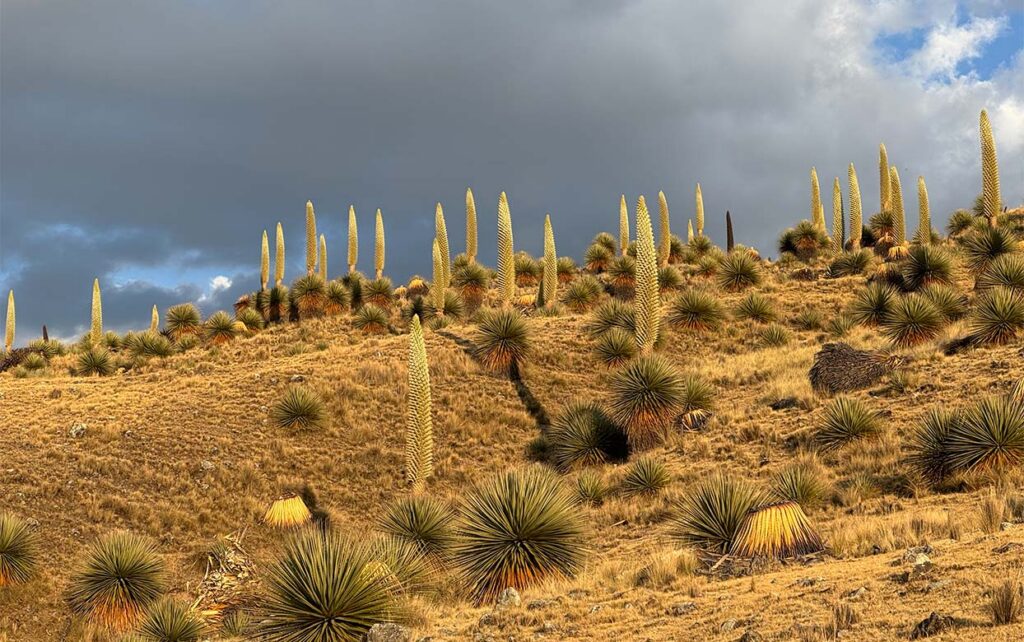 Botanical Expedition to Peru