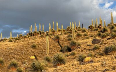 Botanical Expedition to Peru