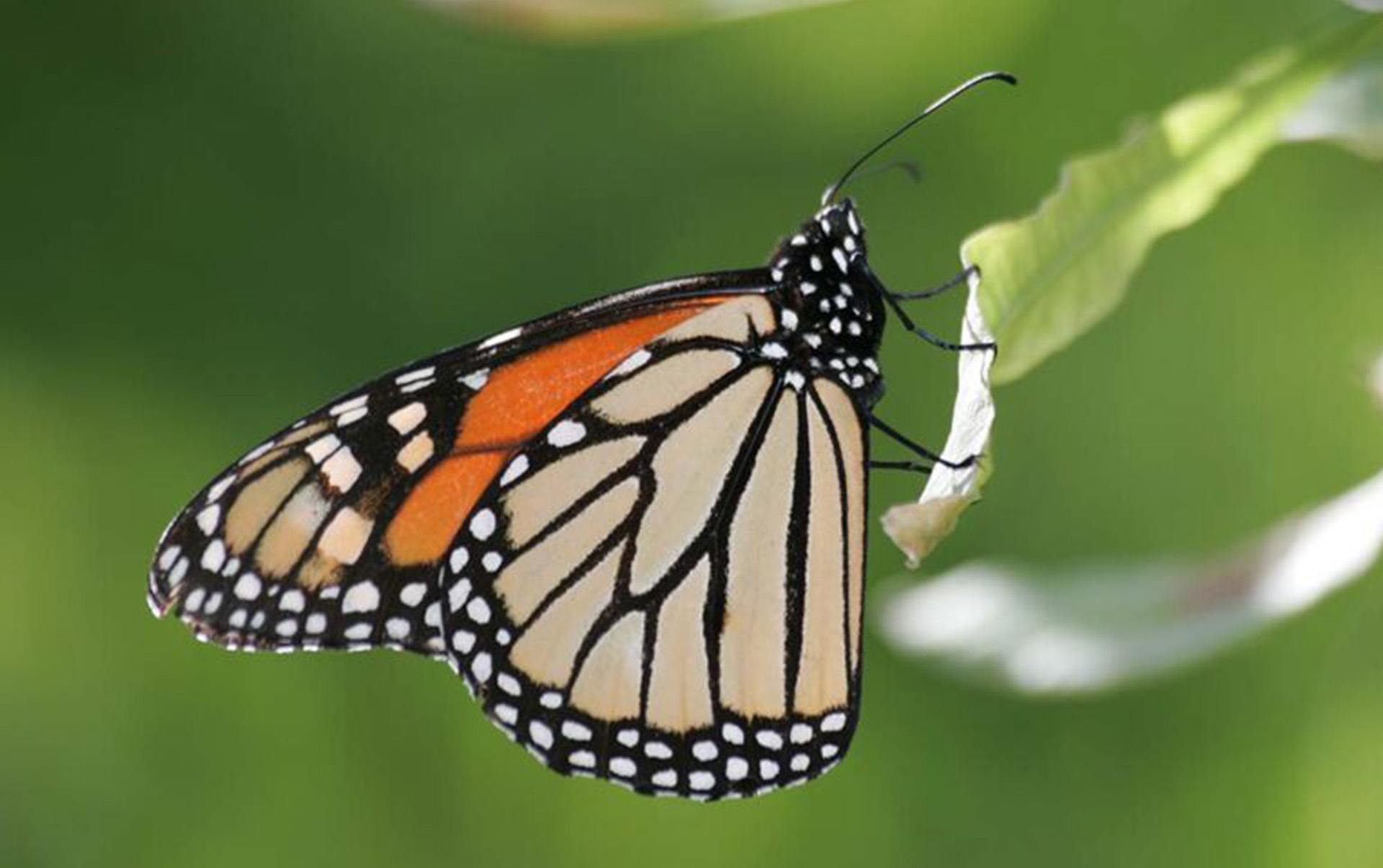 Monarchs, Mexico, Milkweed