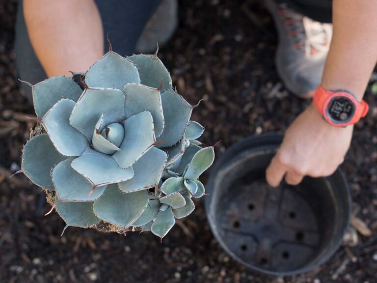 Fall Planting for Summer Success