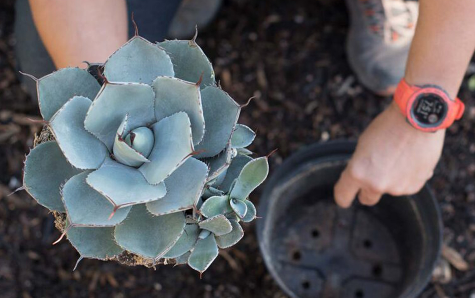 Fall Planting for Summer Success