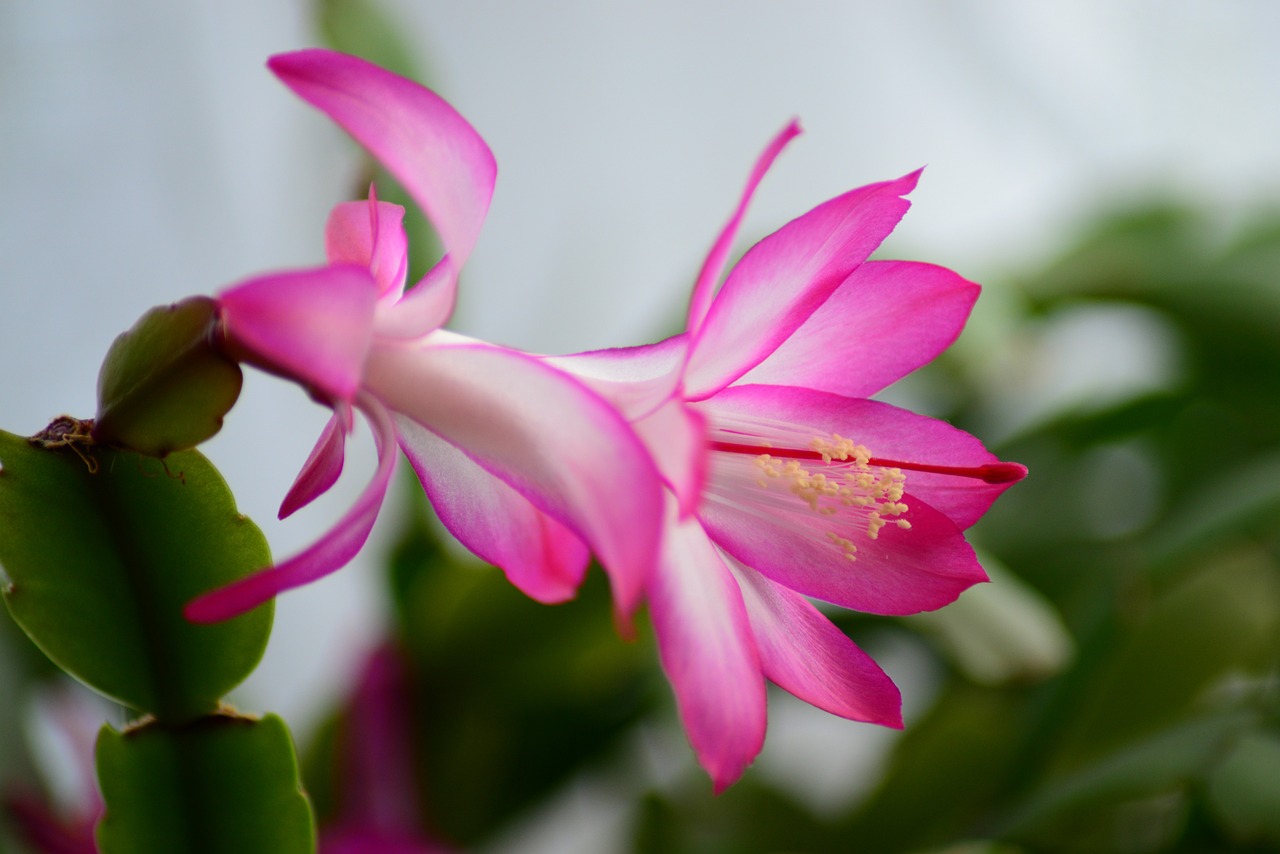 blog-christmas cactus