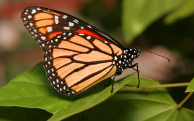 Western Monarch Butterfly Population Declines to Near Record Low