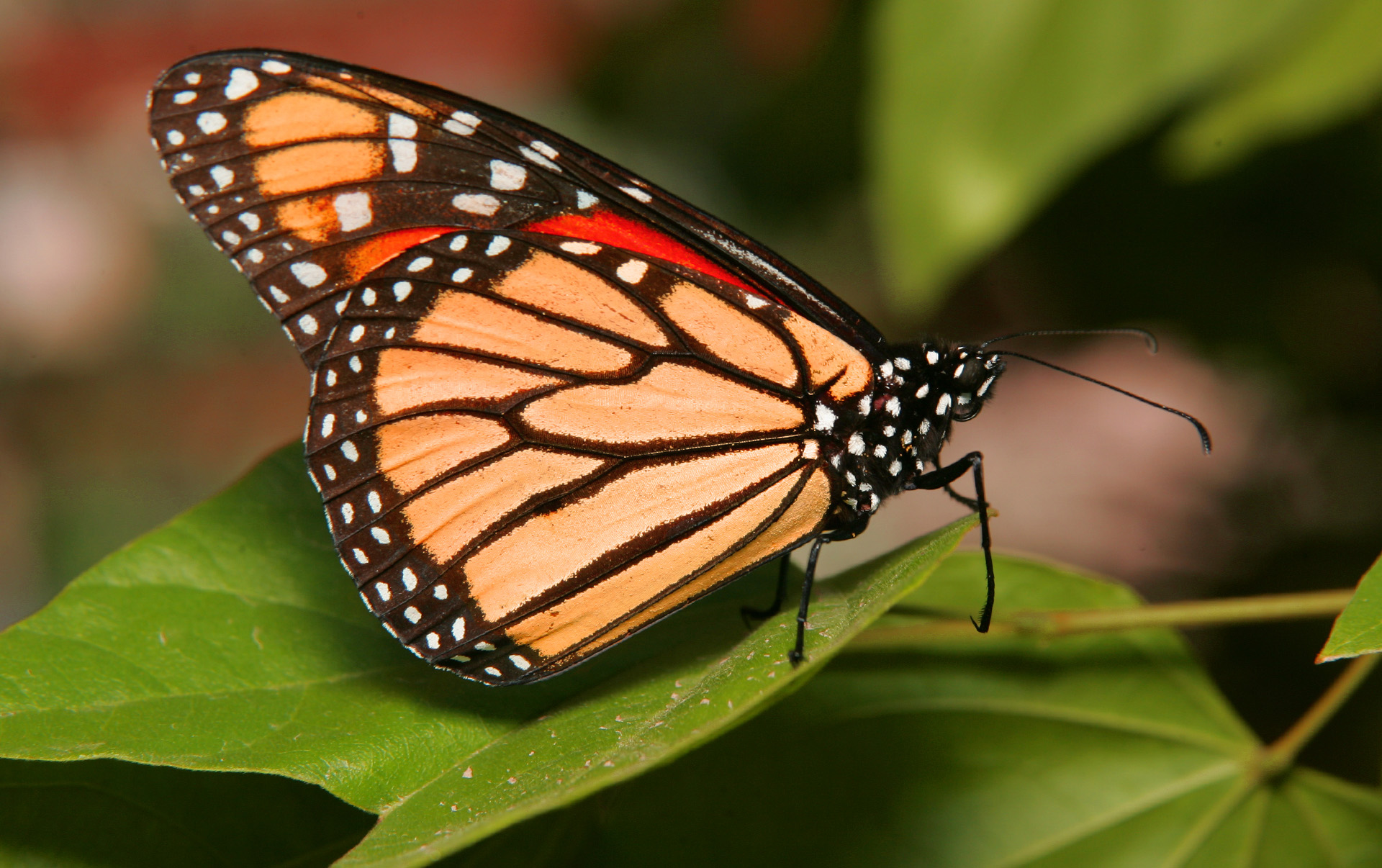 Western Monarch Butterfly Population Declines to Near Record Low