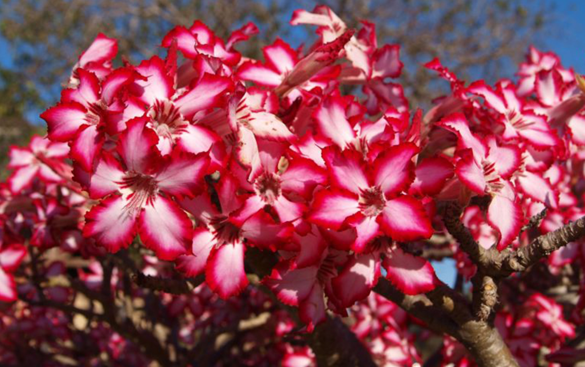 Winterize your Garden
