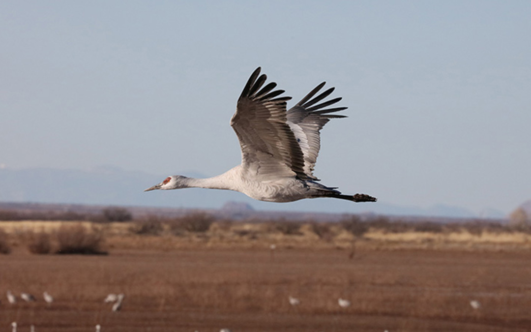 Cactus Clubhouse - build, play and create