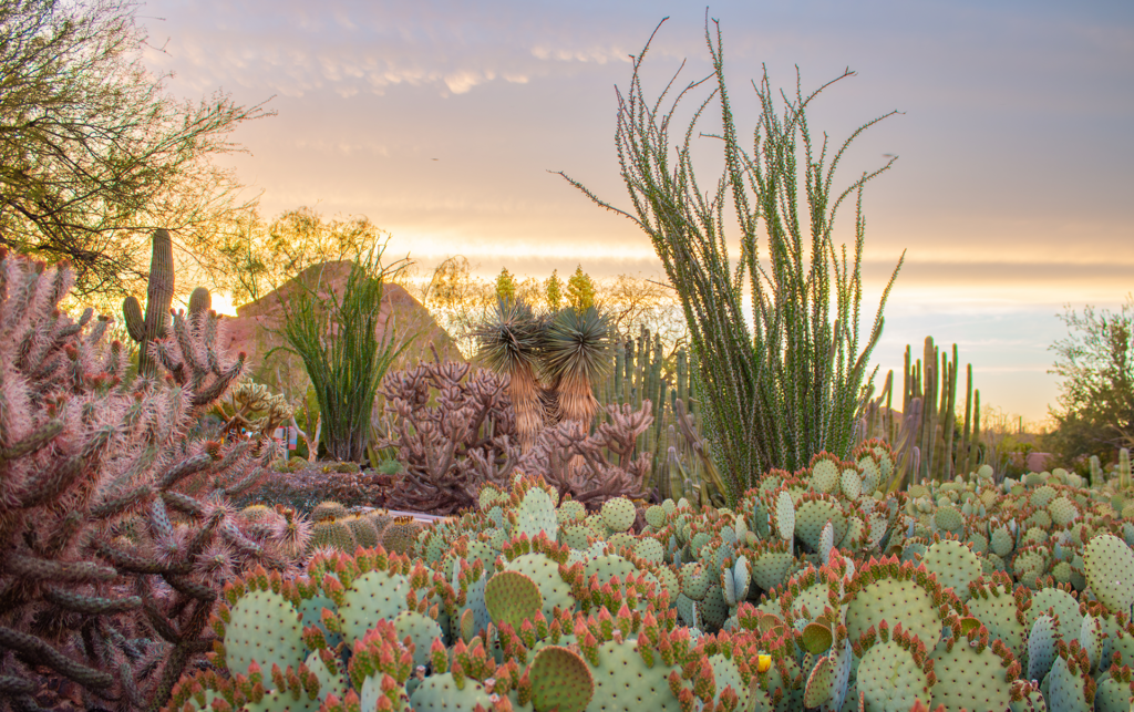 Desert Botanical Garden Receives Highest National Recognition Awarded Re-Accreditation from the American Alliance of Museums
