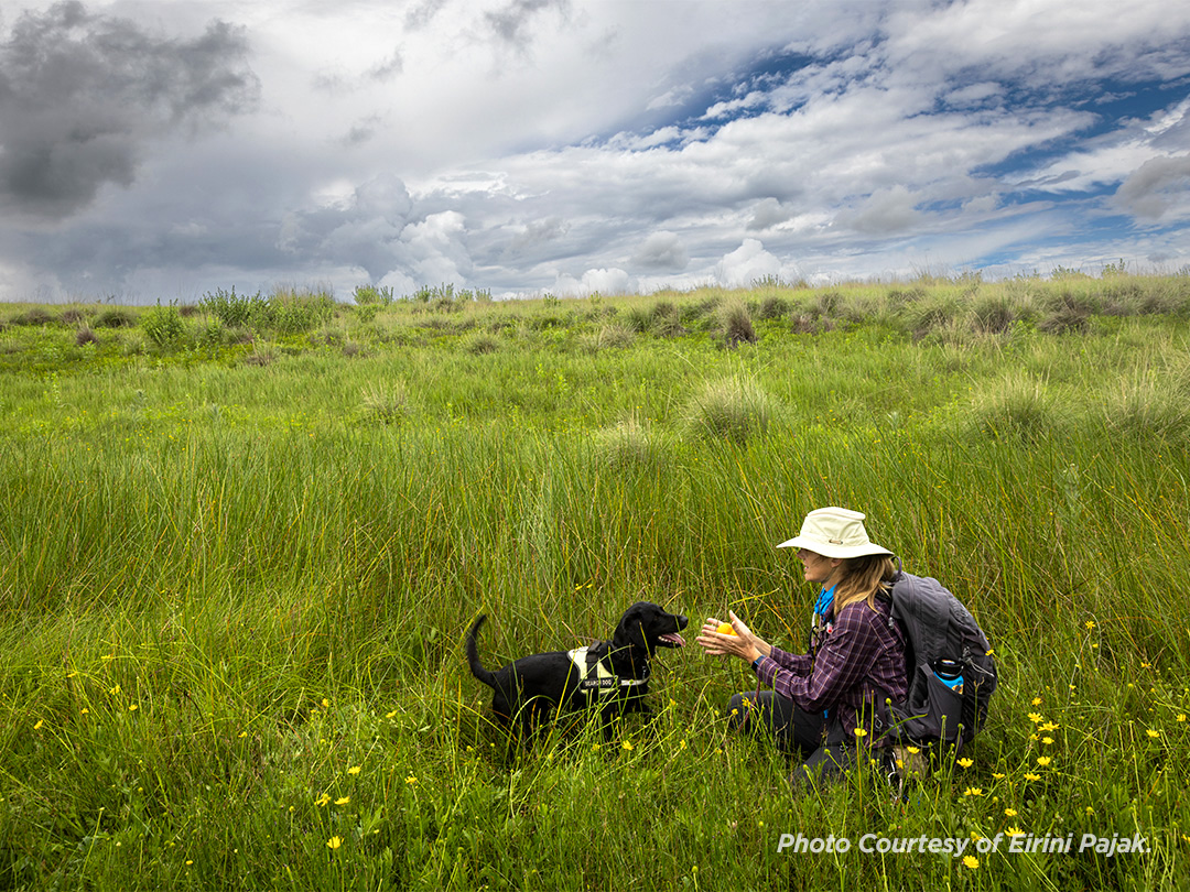 Canine Orchid Research-1 Canine Orchid Research4