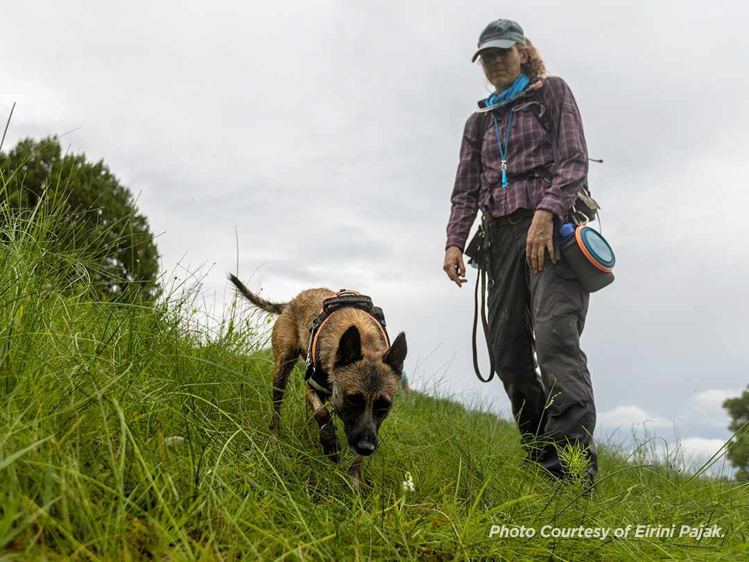 Canine Orchid Research-2 Canine Orchid Research2