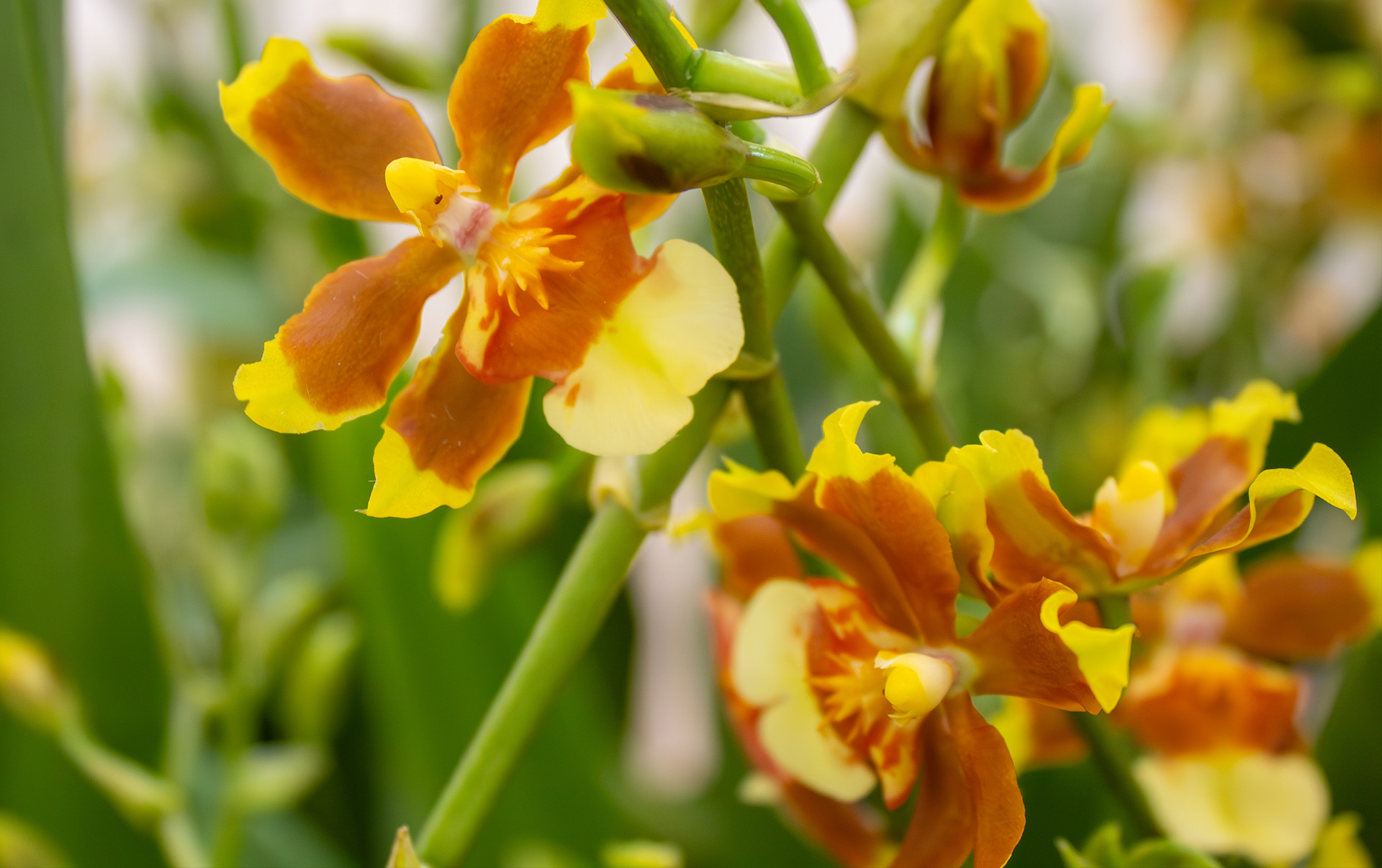 Orchid blog feature Orchid blog feature
