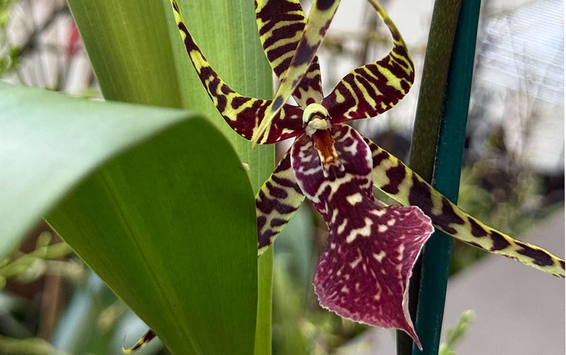 Orchid blog_ Feature_0001_Layer 4 Orchid blog_ Oncidium