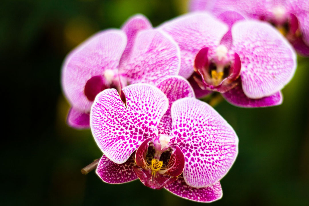 Orchid Plant Care Tips