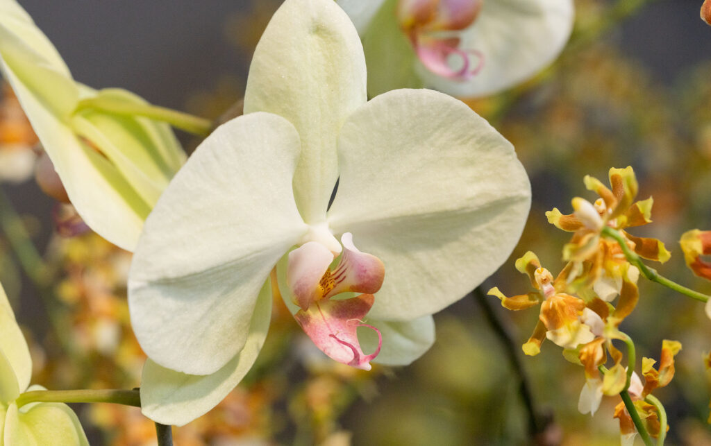 Orchid Fever 2025: A Blooming Adventure at Desert Botanical Garden