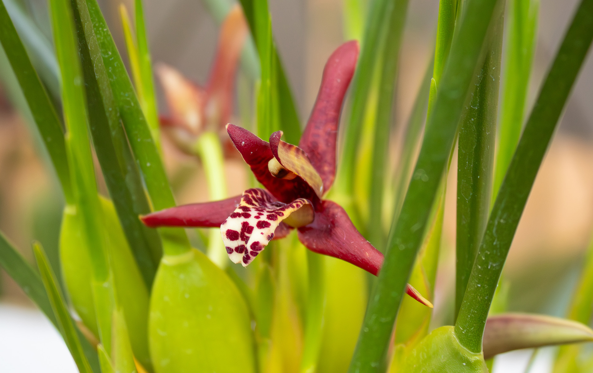 maxillaria orchid maxillaria orchid