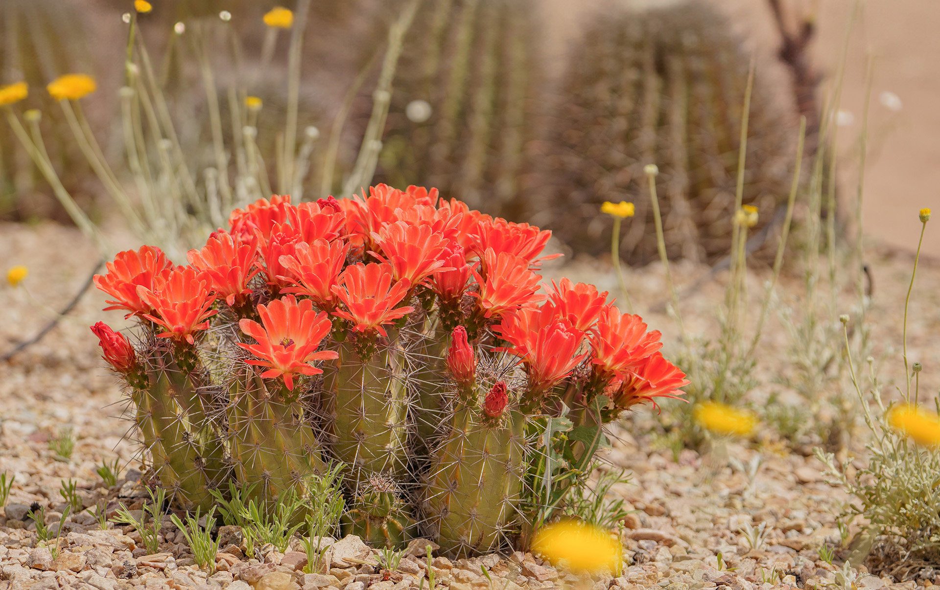 Five Date Ideas at Desert Botanical Garden | Desert Botanical Garden