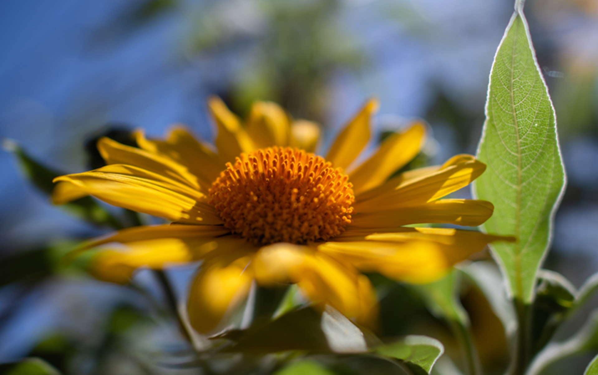 happiness tour feature Yellow Wildflower Up Close