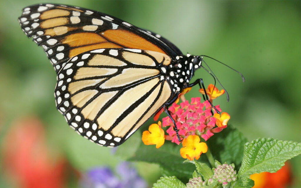 Magnificent Journey of Migratory Monarchs