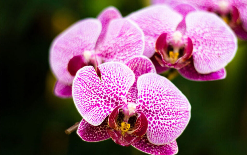 Orchid Plant Care Tips