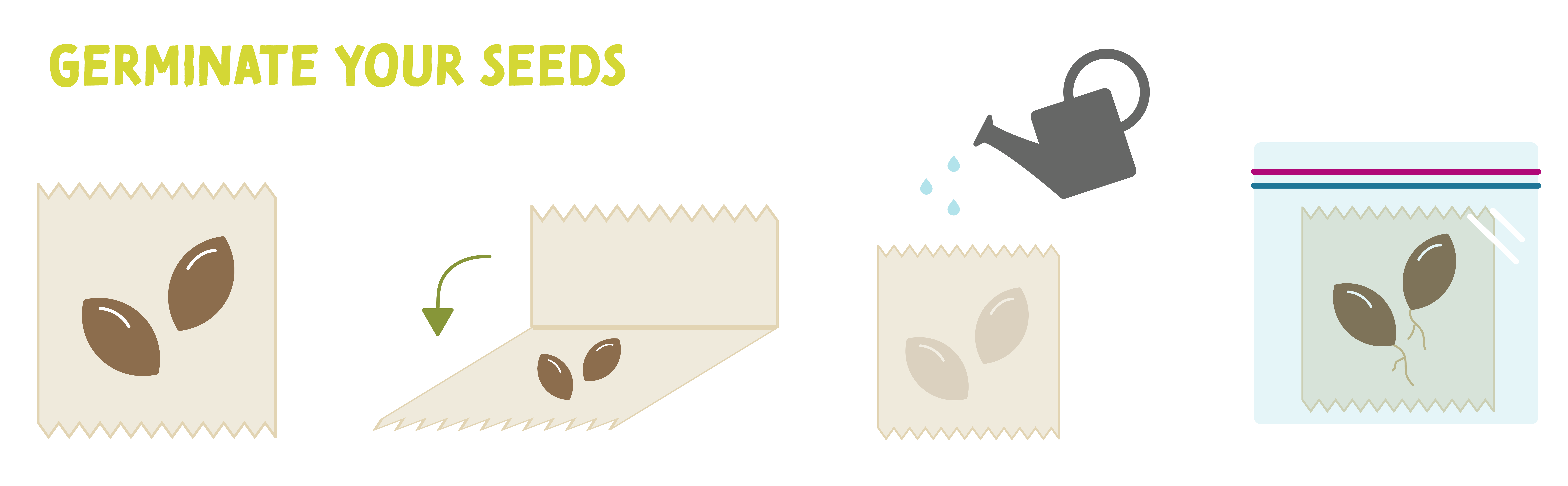 3.Germinate 3.Germinate