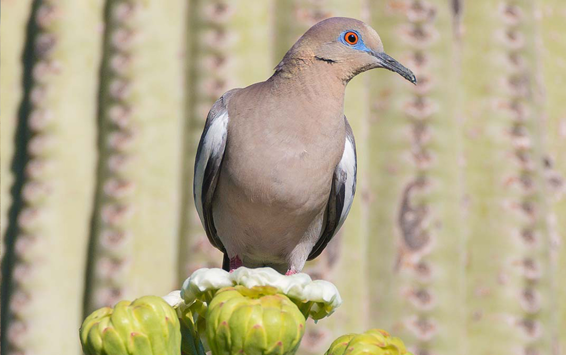 bird tours Plants & People of the Sonoran Desert Loop Trail