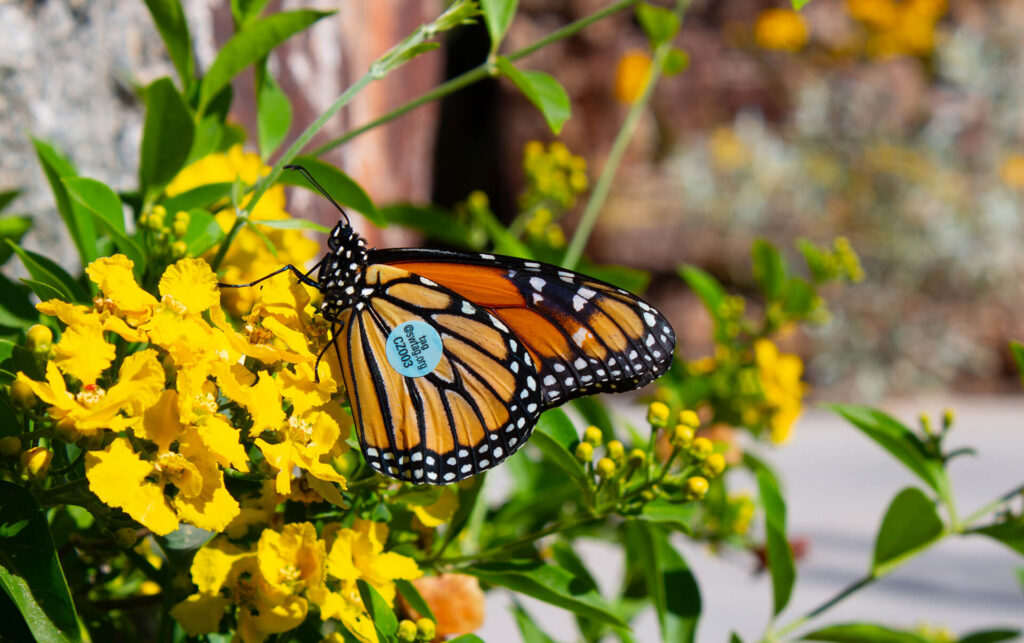 Tracking Monarchs with Arizona Lottery Gives Back Support