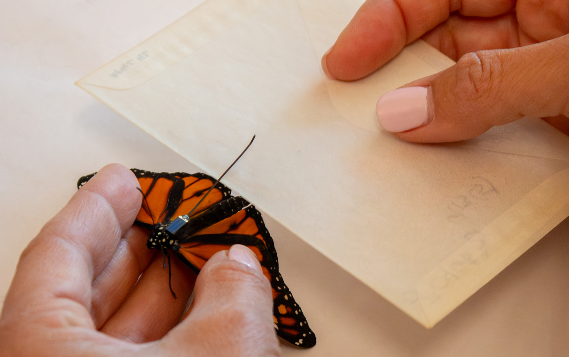 monarch tagging monarch tagging