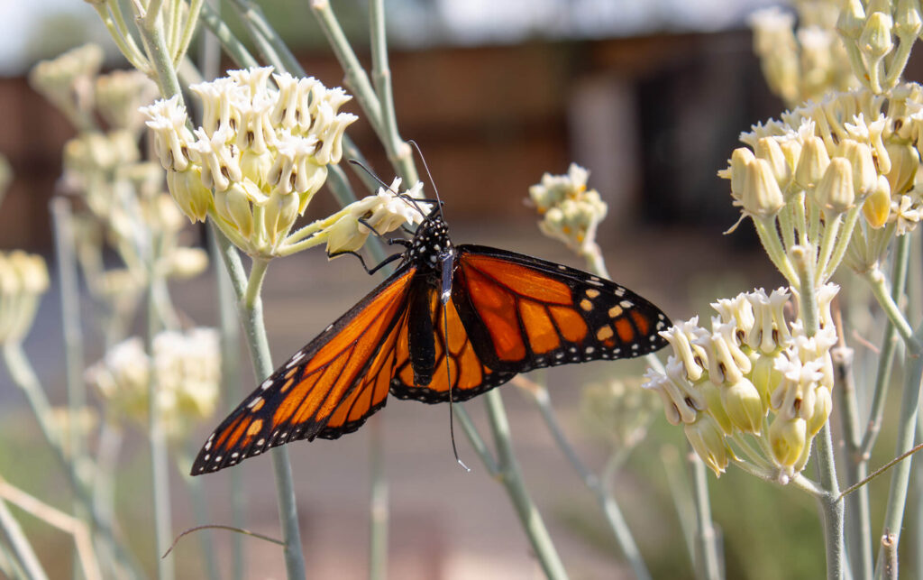 Monarchs Are Returning to Phoenix. Here’s How You Can Help