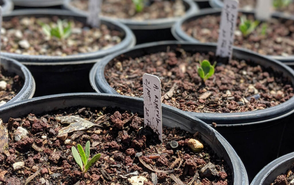 Seed Planting for Kids