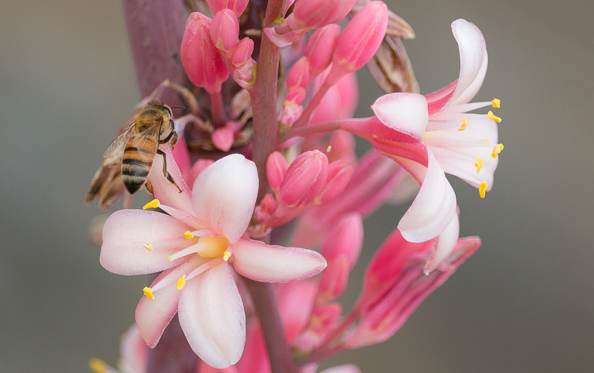 Native Bees | The Unsung Heroes of the Desert