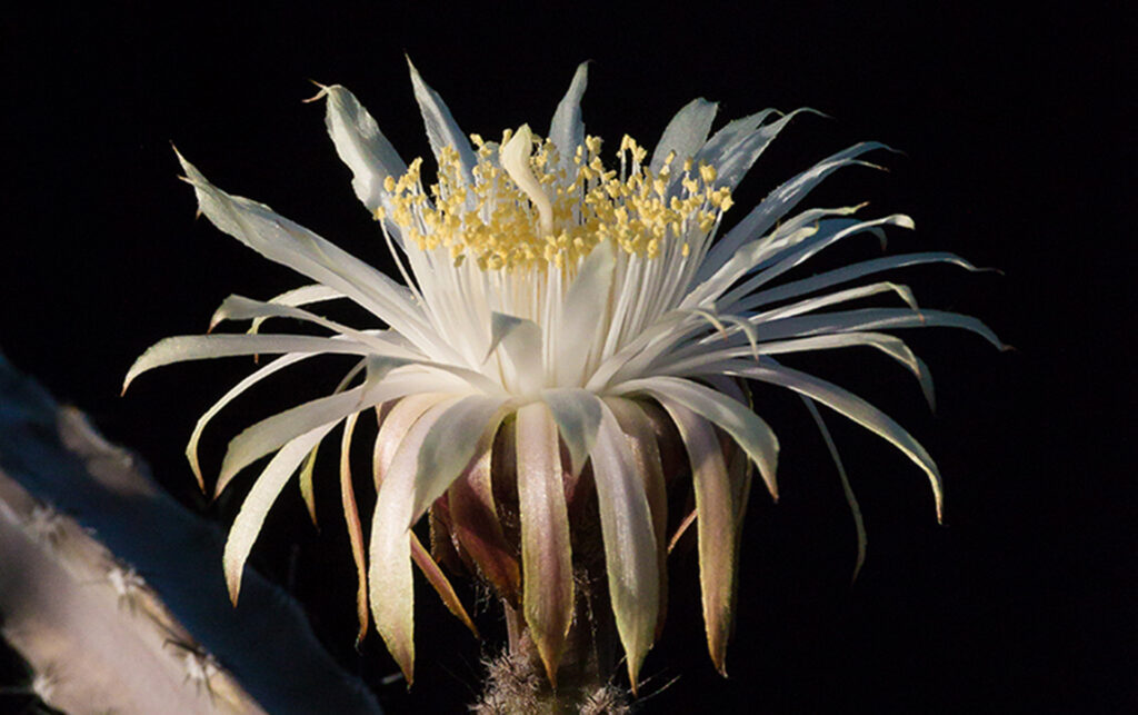 Night-blooming Plants