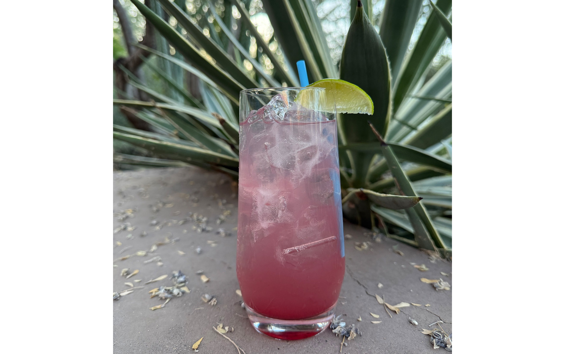 Classic Transfusion Cocktail Recipe