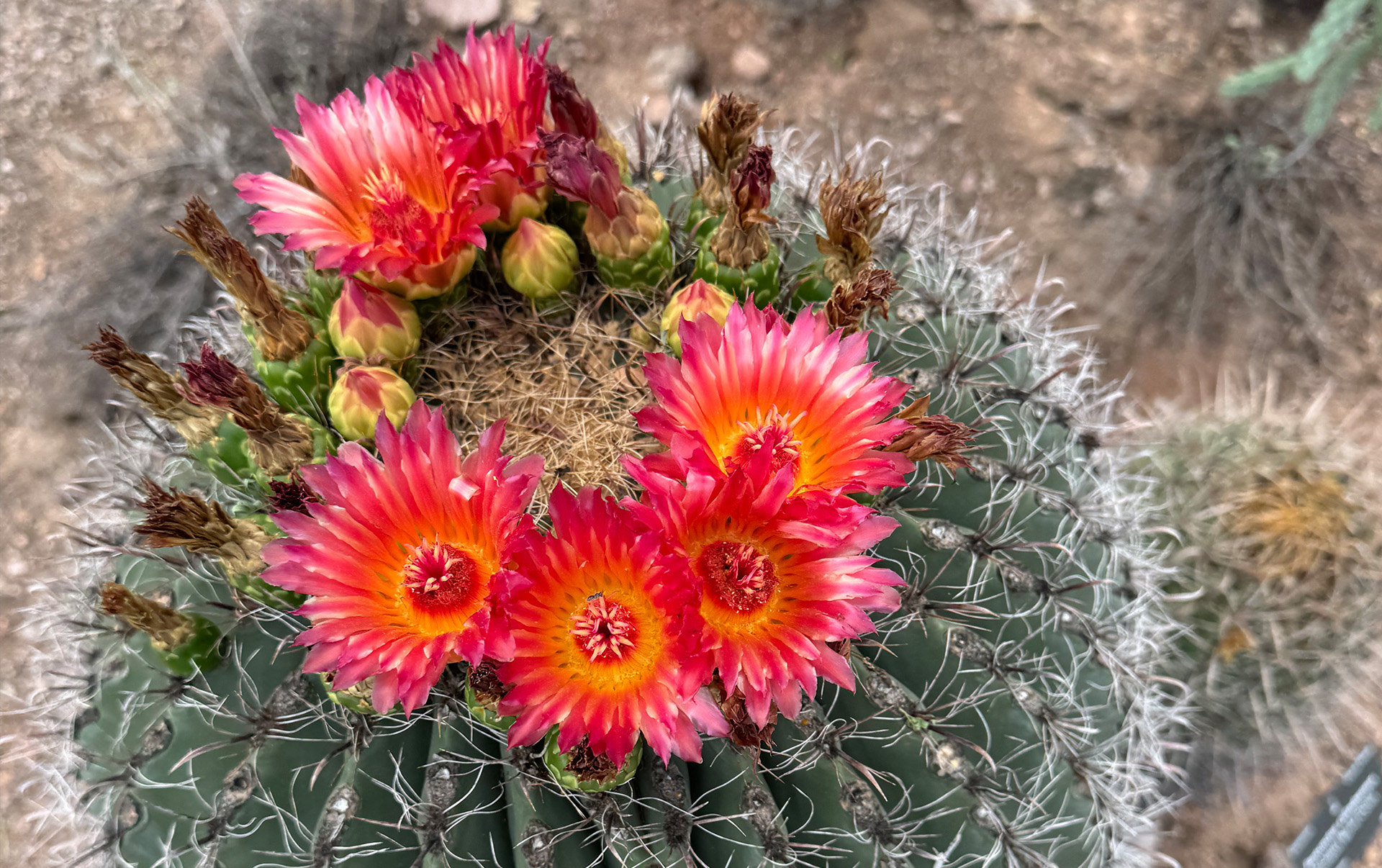 hesperaloe