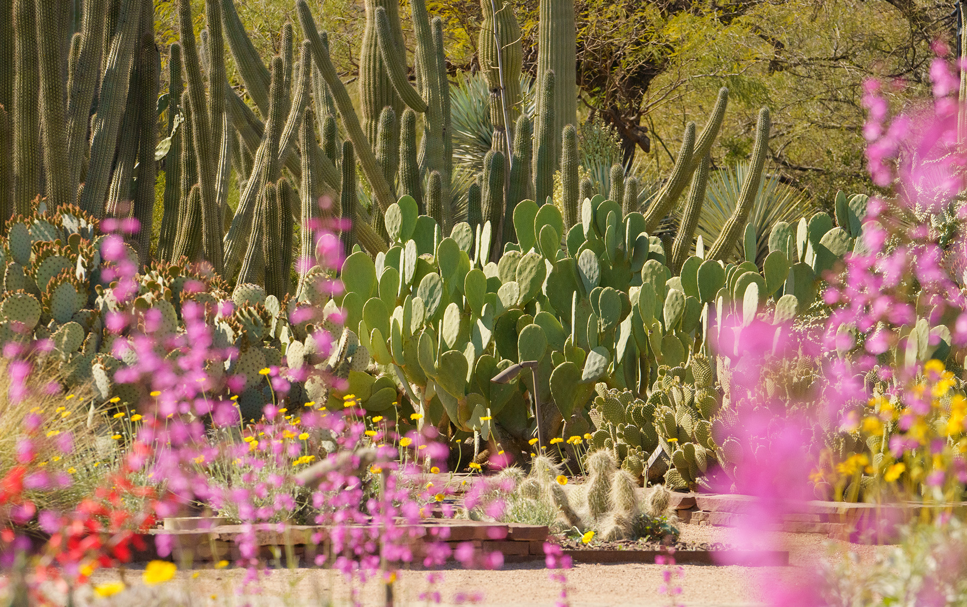 A Walking Adventure at Desert Botanical Garden