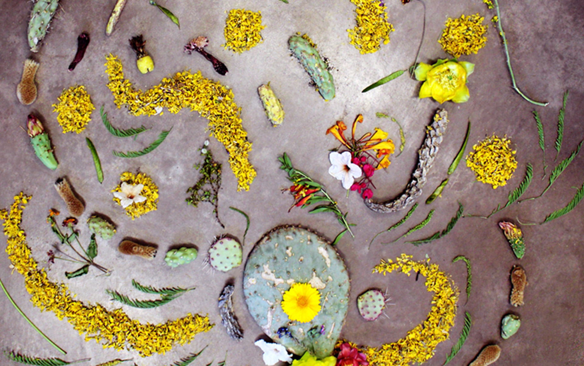 Ephemeral Art with Desert Botanical Garden