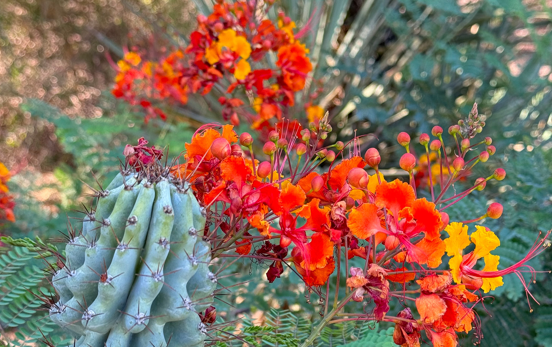 yucca bloom