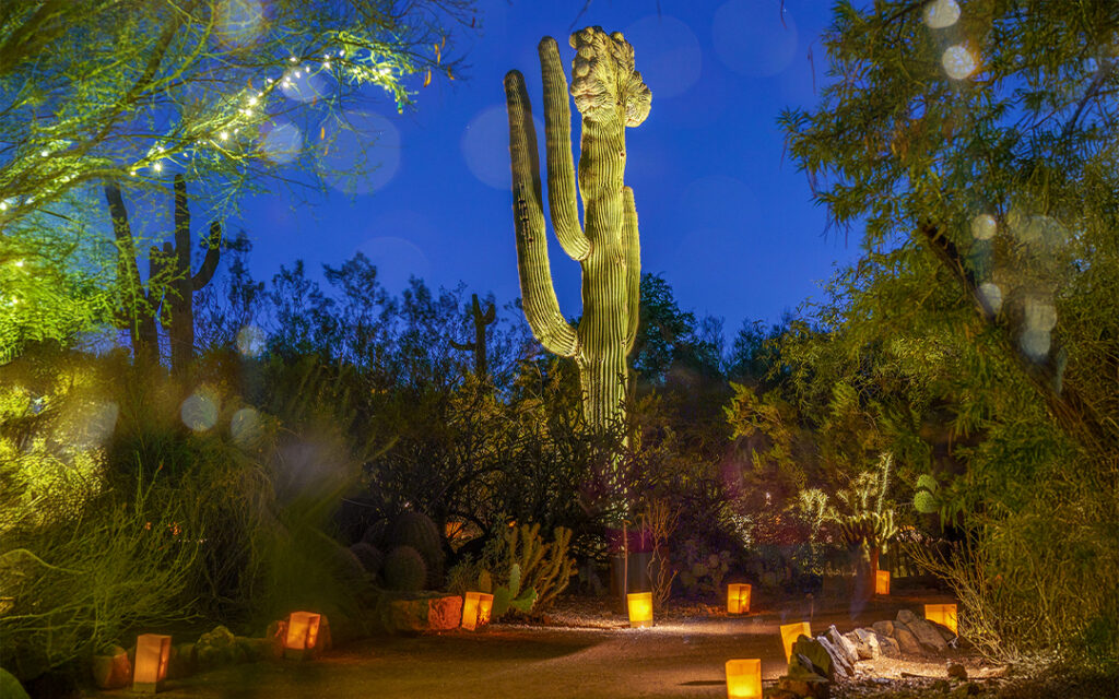 Step into the Desert Dreamscape at Las Noches de las Luminarias