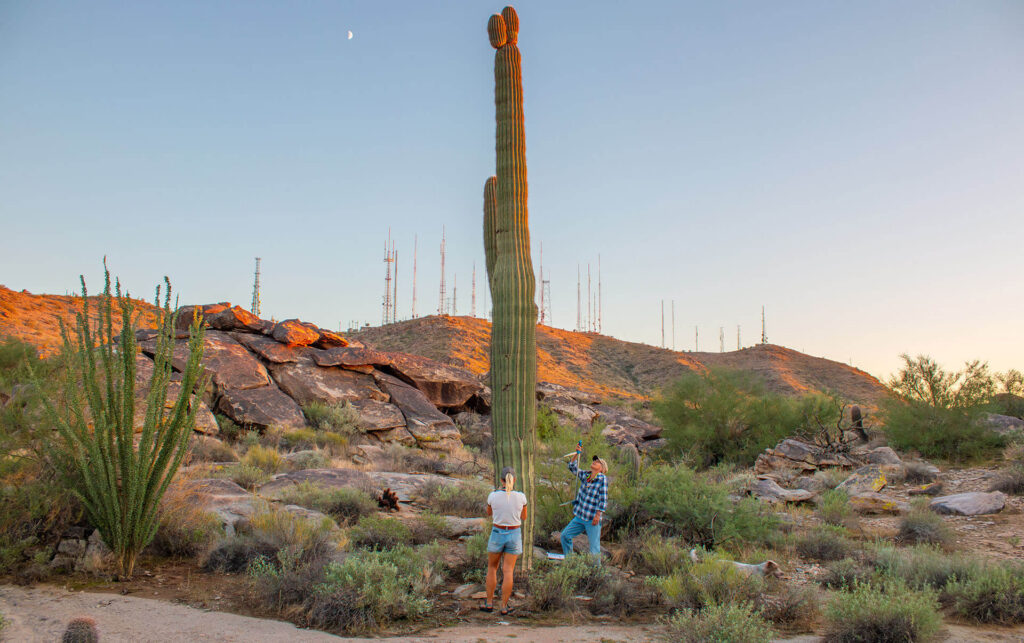 South Mountain’s Saguaros Still Soak Up the Rain