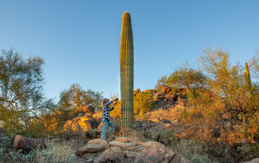 How Garden Scientists Are Helping the Sonoran Desert Survive a Hotter Future