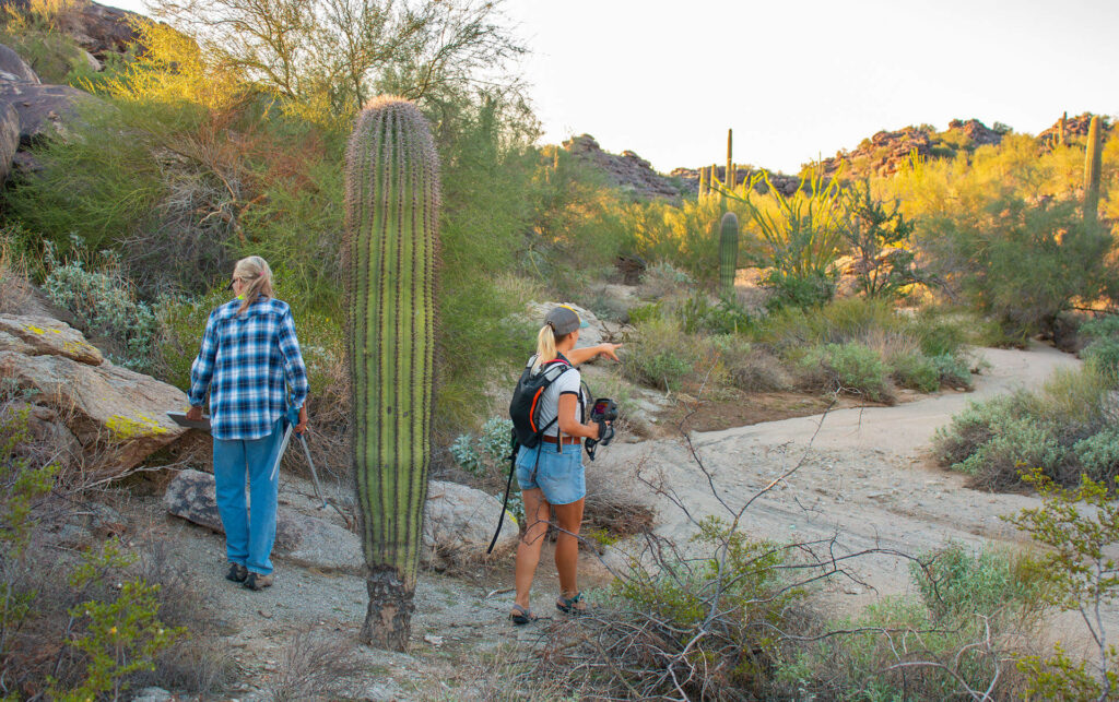 From Baby to Giant: The Saguaro Journey