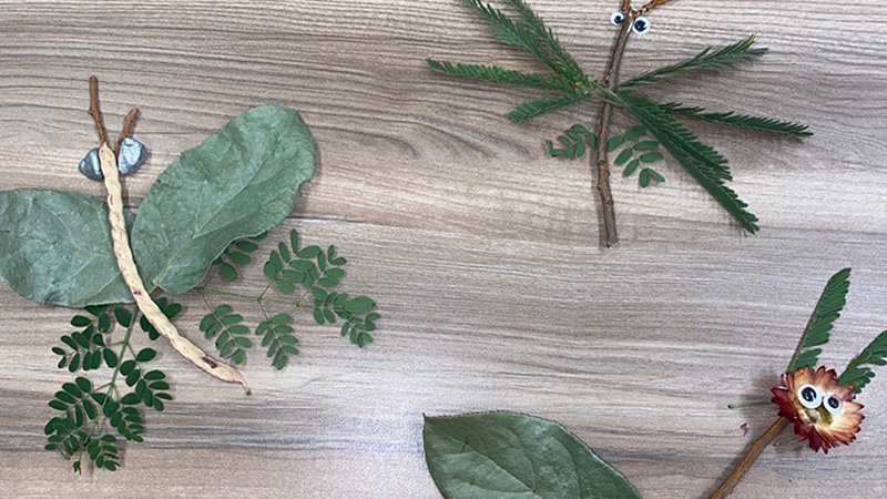 Girl Scouts at Looking at a Bug at Desert Botanical Garden