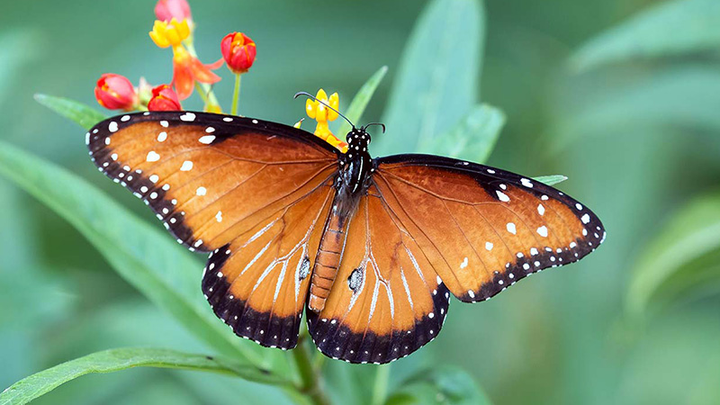 Cactus Kids Club family