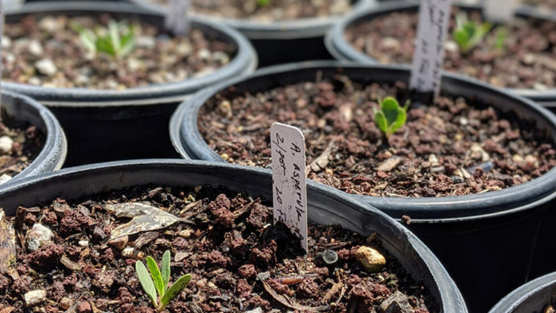 Girl Scouts at Looking at a Bug at Desert Botanical Garden