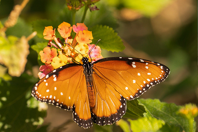 Agave texture at Desert Botanical Garden