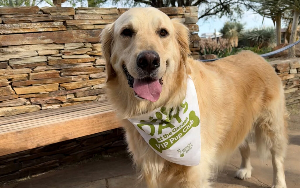 VIP Pup Club Pass