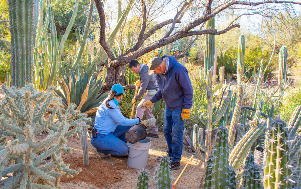 32 New Saguaros Added on Desert Botanical Garden Trails