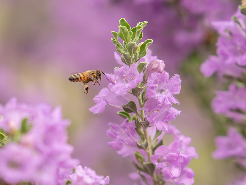 common peony at phoenix's desert botanical garden