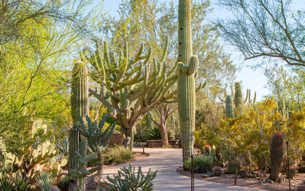 Monsoon-Loving Desert Plants